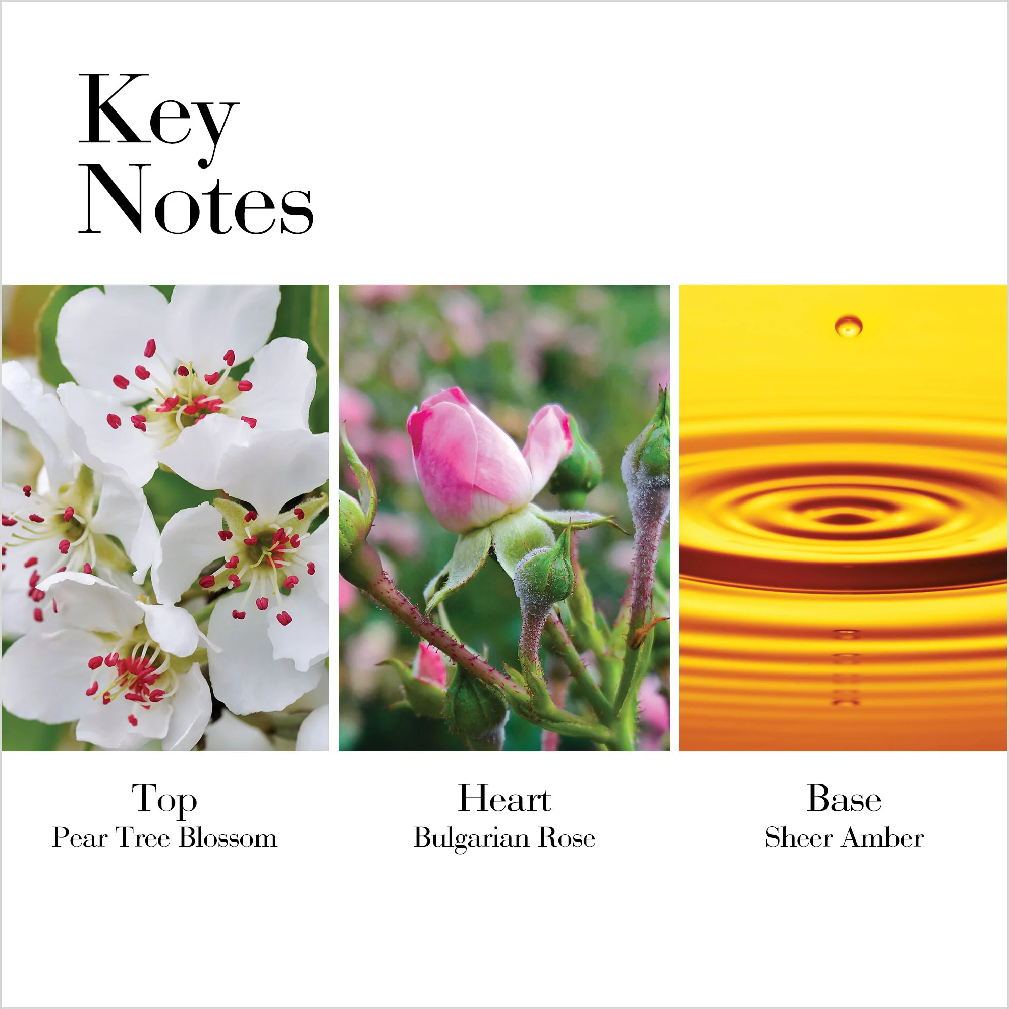 White Tea Wild Rose Eau De Toilette Spray - Image 4